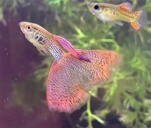 Purestrain Guppies - Mid May Madness Special