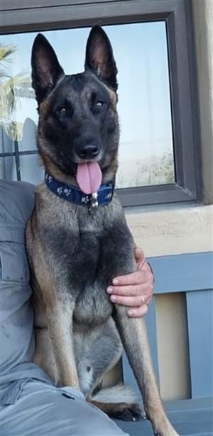 Beautiful Belgian Malinois pups