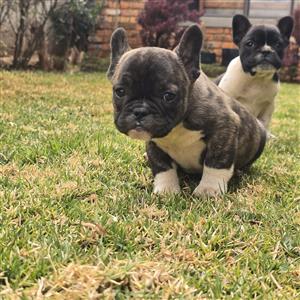 Beautiful French bulldog puppies available