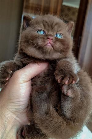 Healthy Male and Female British Shorthair kittens for adoption