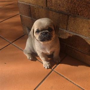 Pug Puppies