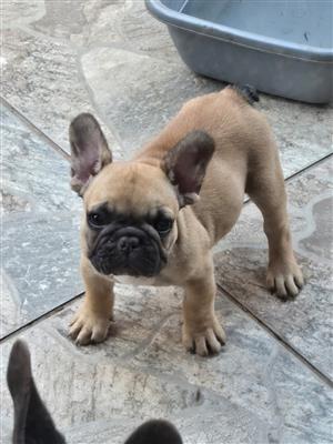 Stunning French bulldog puppies available