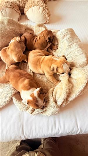 Gorgeous English bulldog puppies available