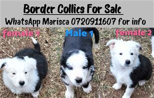 Border collies puppies for sale 
