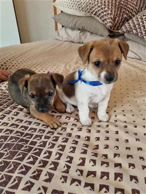 Chihuahua x Jack Russell puppies 