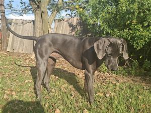 Weimaraner puppies 