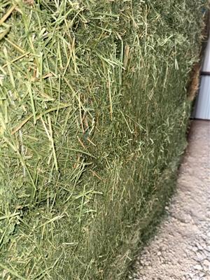Clean, green and well-cured Lucerne hay bales.