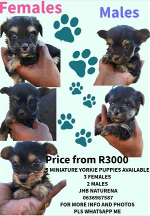 MINIATURE YORKIE PUPPIES 
