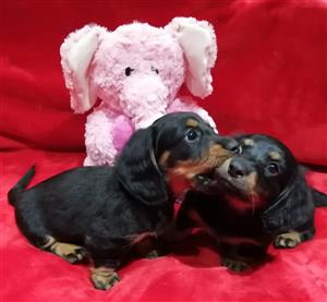 Female Mini Longhaired Dachshunds For Sale Junk Mail
