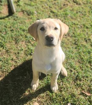 Labrador Puppy