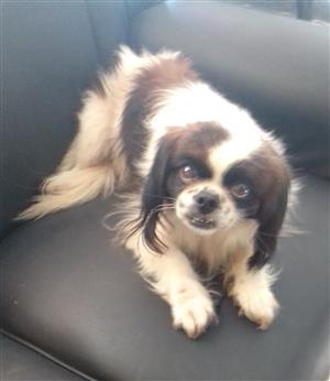 Miniature Pekingese female