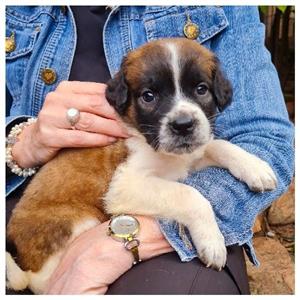 Purebred Sait Bernard Pups 