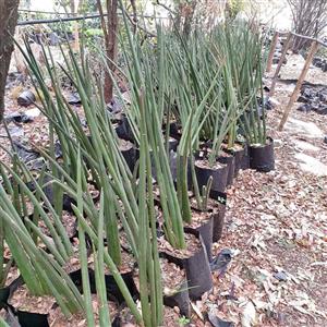African spear plant for sale