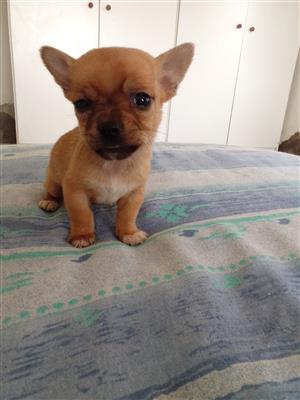 Miniature pinscher x Chihauhau puppies