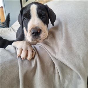 Registered Great Dane puppies for sale
