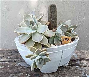 Echeveria succulents in a cement planter pot