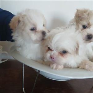 Miniature Maltese 