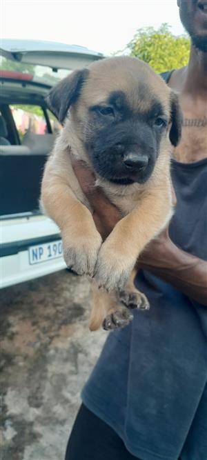 German shepherd x labardor