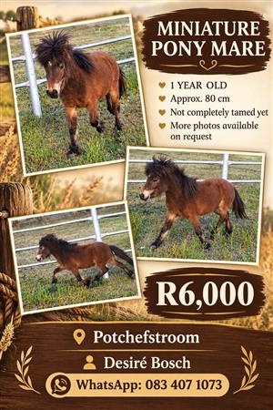 Miniature pony mare for sale