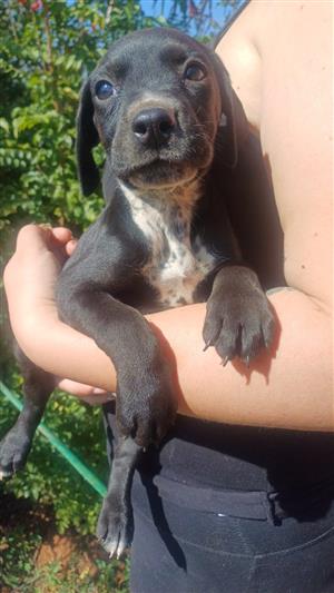 GSP Puppies