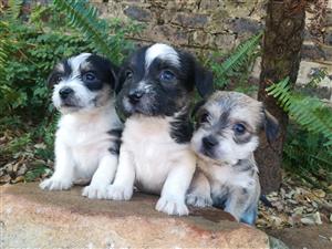 Beautiful Yorkie x Maltese puppies 