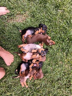 Miniature dachshund puppies