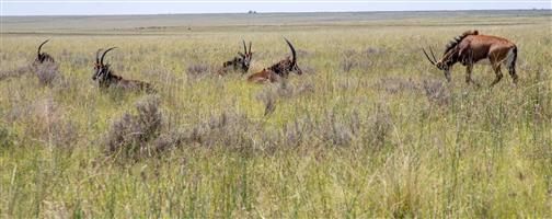 Farm For Sale in Heilbron