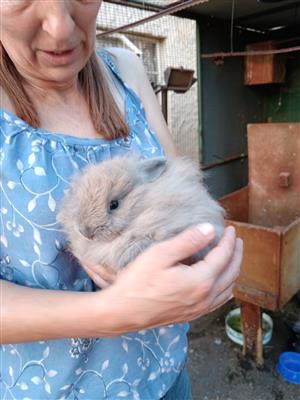 Angora dwarf bunnies