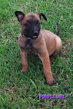 Malinois puppies KUSA registered 