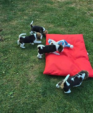 Beautiful Tri-Coloured 9 Weeks Old Beagle Puppies!