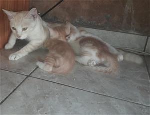 Beautiful Kittens for Sale 