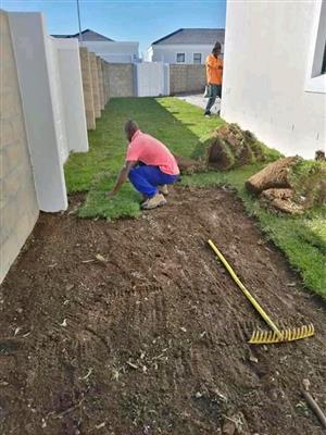 Instant lawn ( grass)