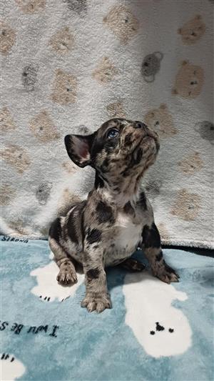 French bulldog puppies