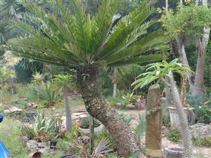 Cycads for Sale