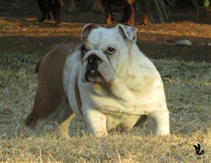 Gorgeous KUSA Registered English Bulldog Male
