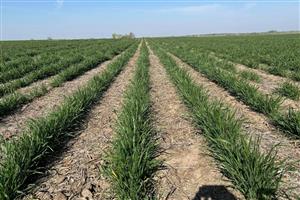 Rental land for market gardening 