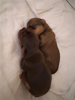 Yorkie puppies