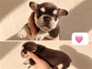 French bulldogs puppies