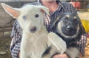 German Shepherd puppies