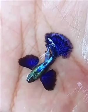 WANTED : DUMBO/MOSCOW GUPPIES