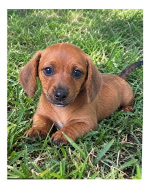 Dachshund miniature puppy