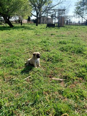 Anatolian Shepherd Puppies / Anatoliese Herdershondjies