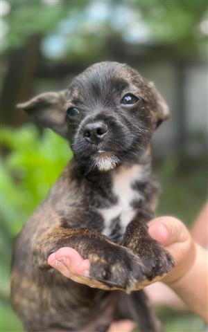 Frenchie x Yorkie males