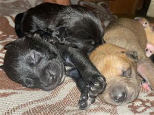 Labrador puppies