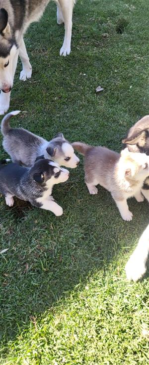 Purebred Siberian Husky puppies for sale
