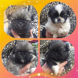 Pegenenese puppies born 21 may 2022 ready for there new home from 2 july ( 8 weeks)