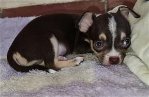 Chocolate Chihuahua Male Vet checked Vaccinated and dewromed