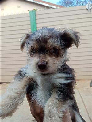 Yorkies for sale. Born on the 20th of Feb. Contact Martie 