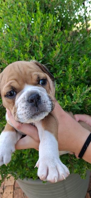 Gorgeous English bulldog puppies available