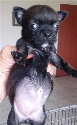 Pugston puppies (pug x Boston terrier)